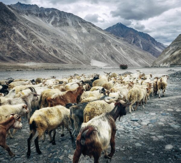Ladakh