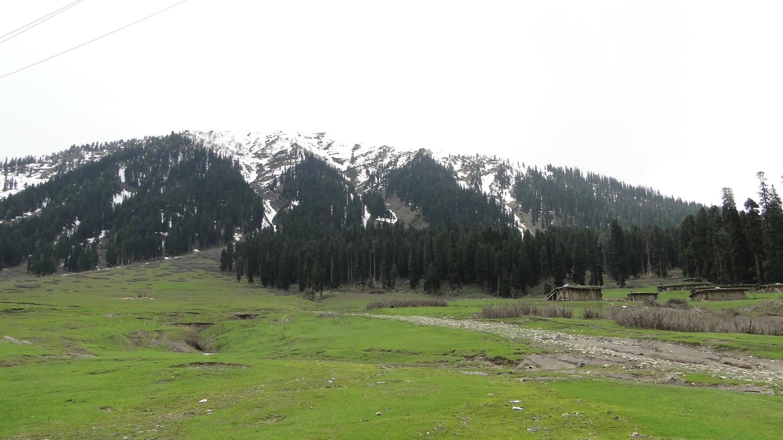 Lush green meadow with snow-covered pine mountains at Diskal Valley