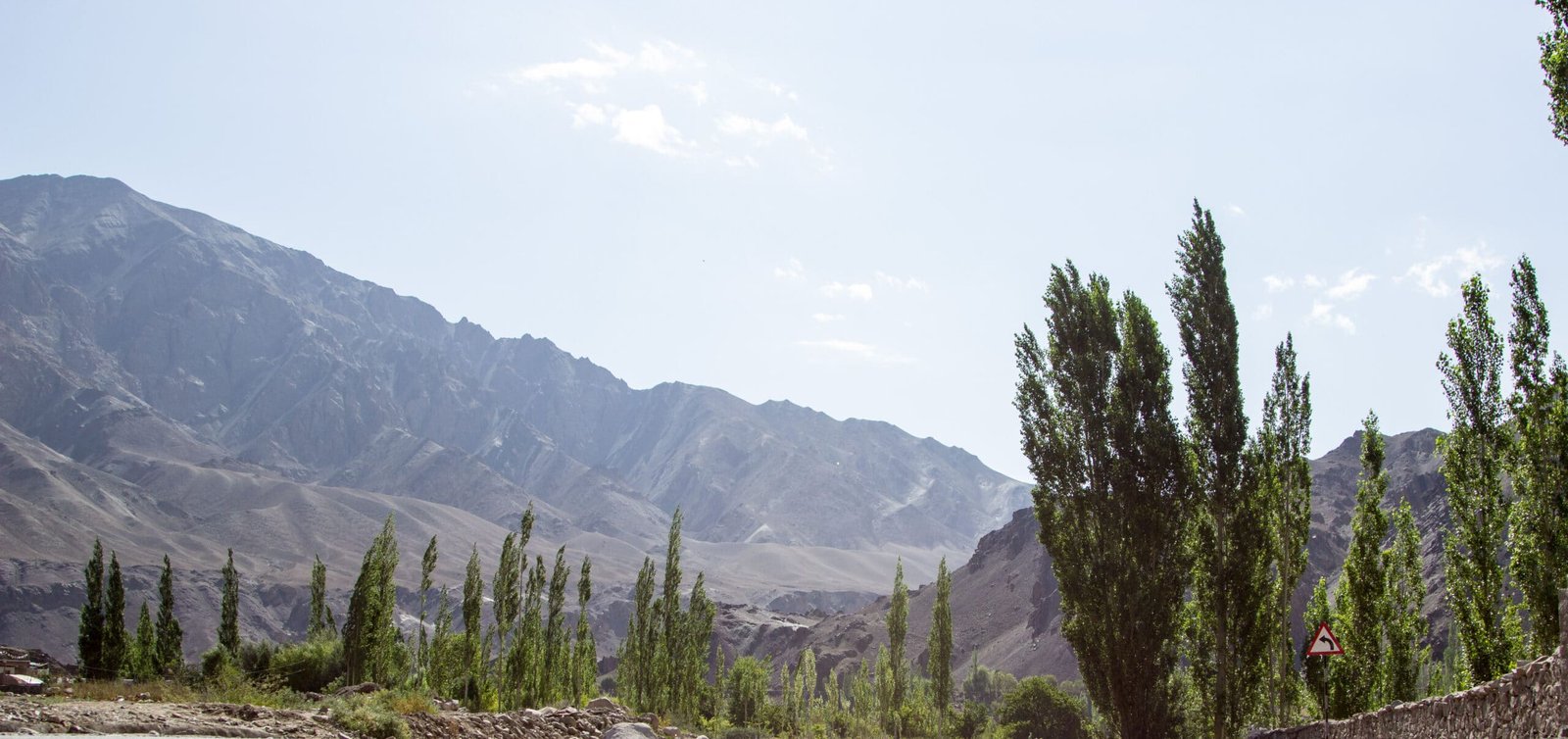Tall poplar trees and barren mountains near a road in Uleytokpo Village, Ladakh