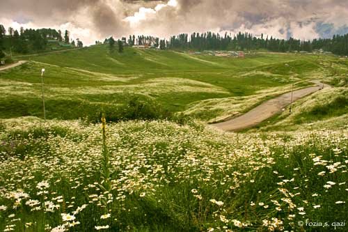 Scenic meadow with white wildflowers and rolling green hills