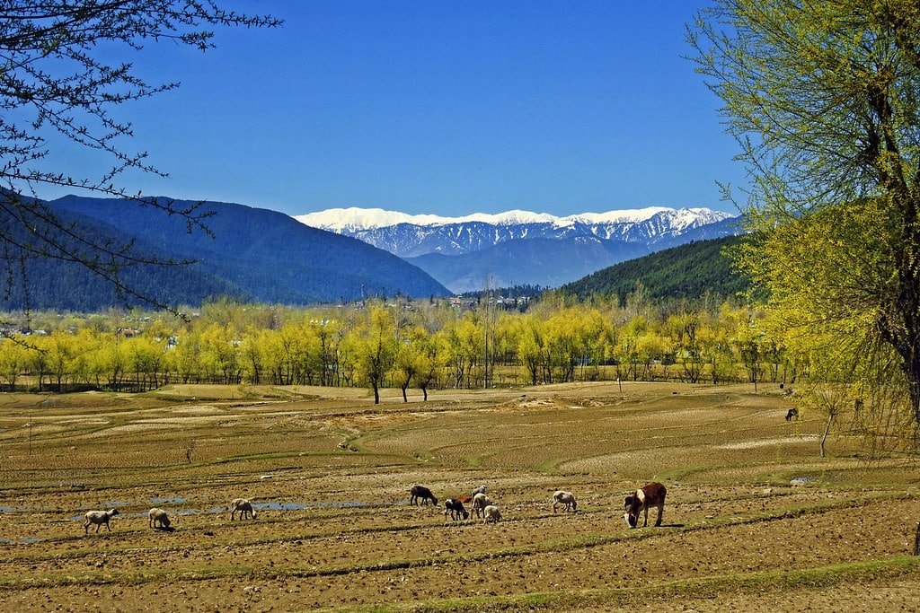 Grazing animals in a Lolab valley with trees and snow-capped mountains in the background