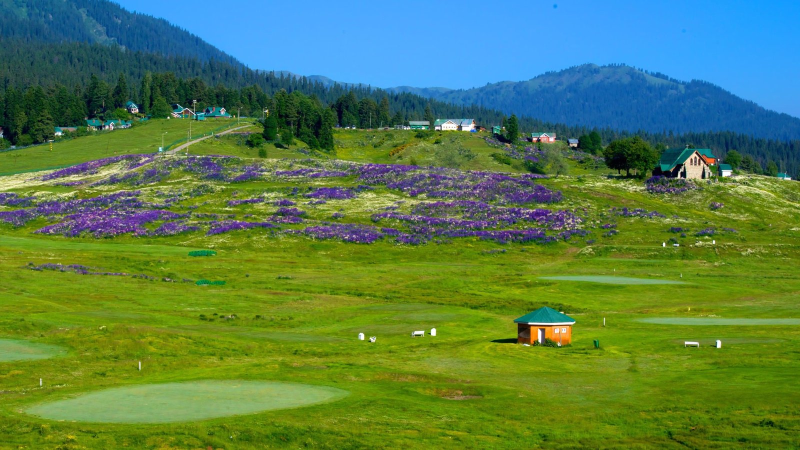 colorful flowers are grown in the valley of Gulmarg