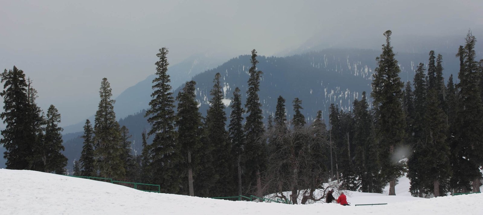 Snowy forest with mountains in the background