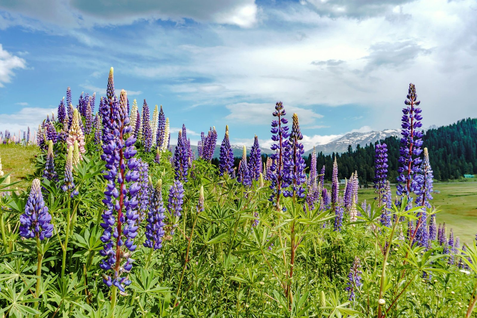 Blue flowers blooming with a scenic mountain backdrop