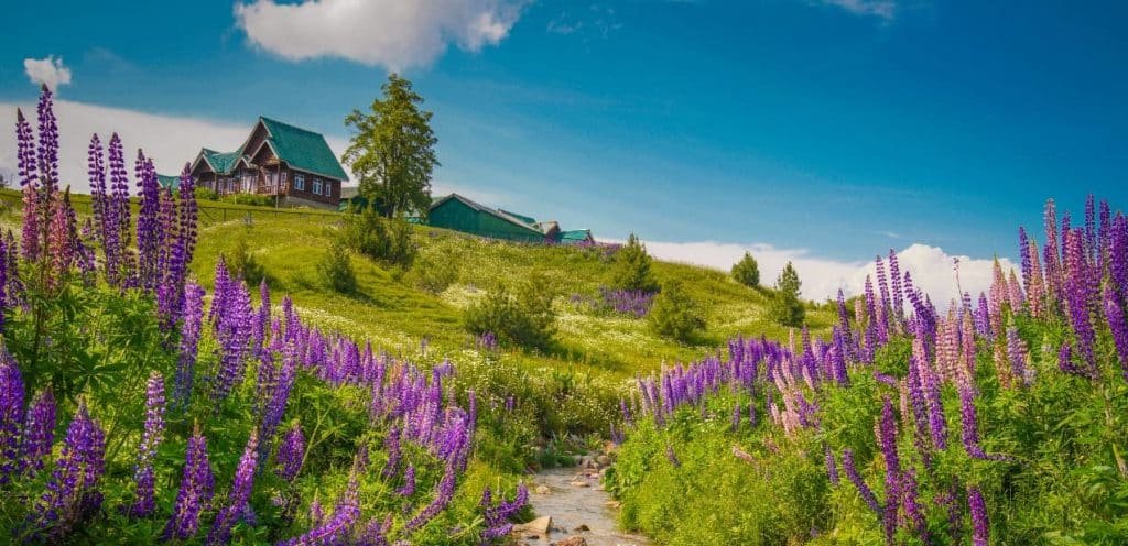 Colorful flowers on green hill