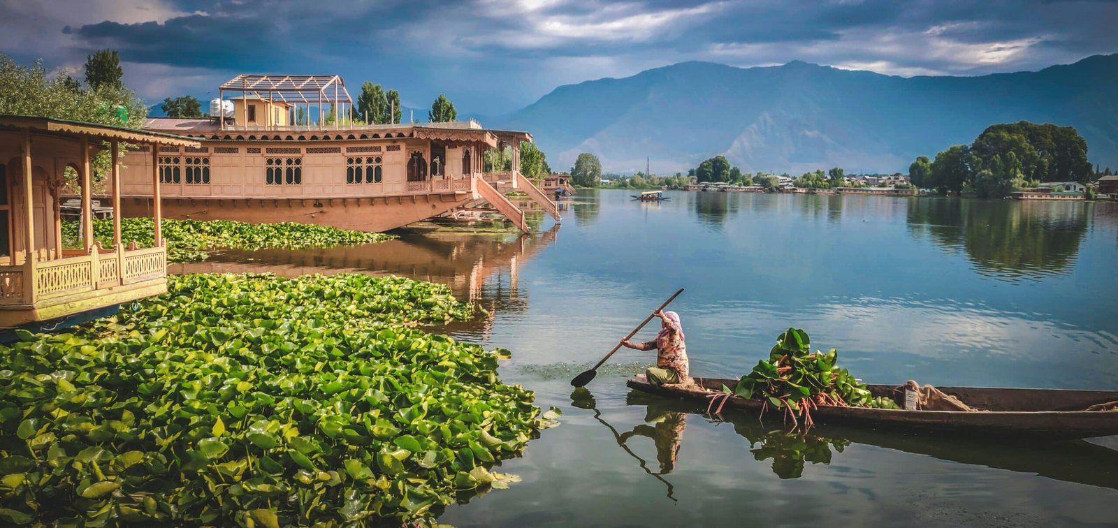 lotus farming was done near the houseboats