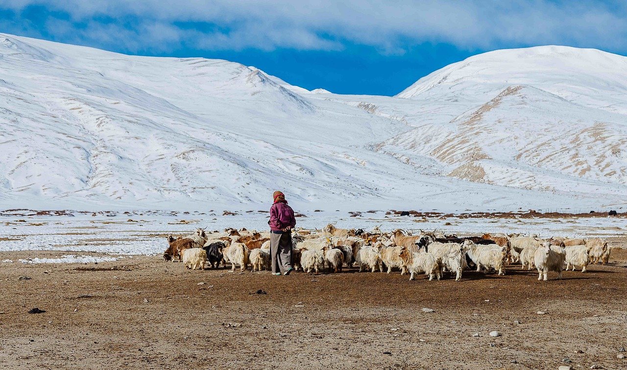 peak season in Ladakh