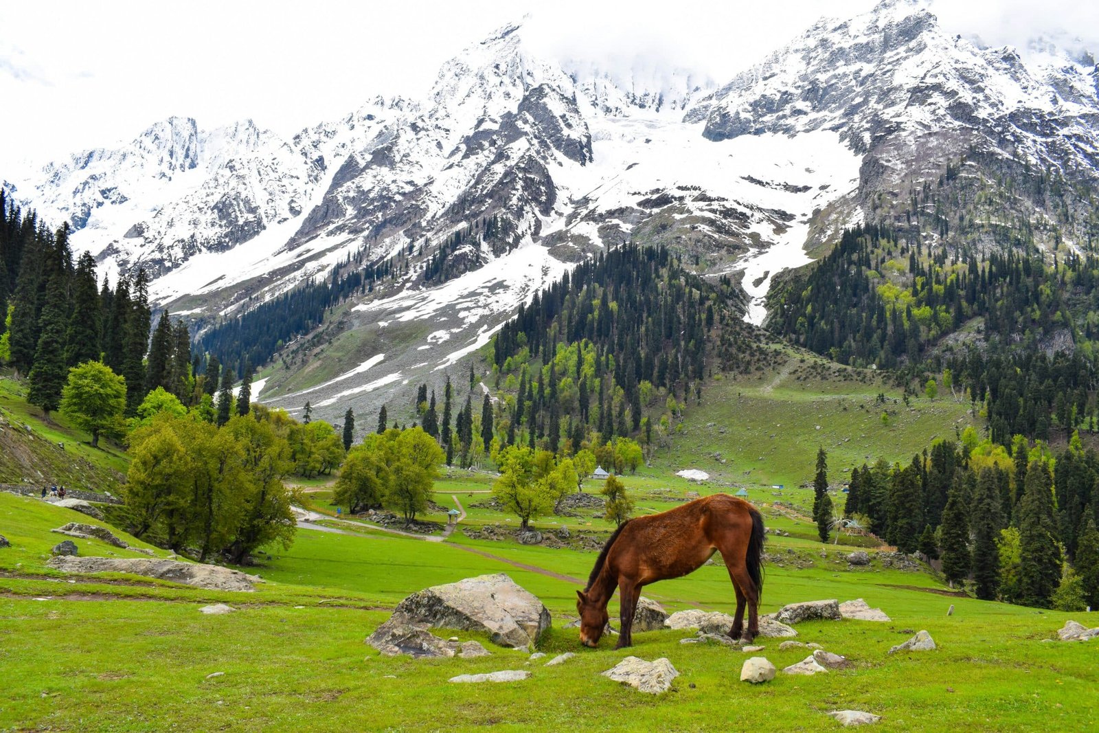Pony grazing in a green valley with snow-covered mountains in pahalgam