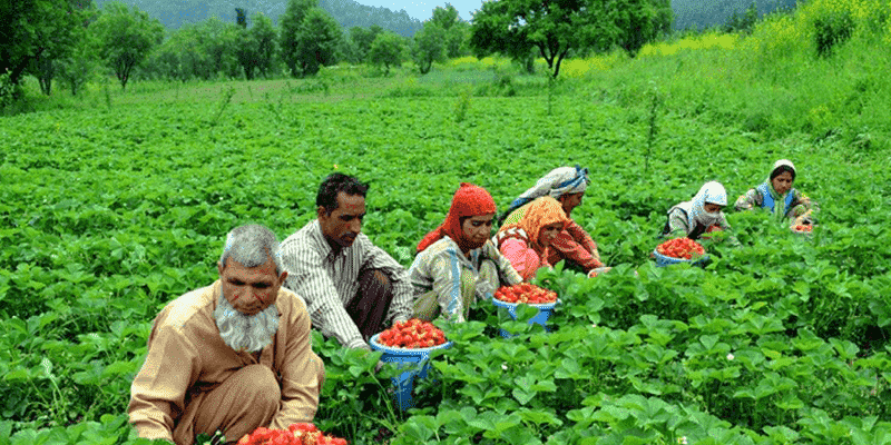 farmers are plucking strawberries in Kashmir