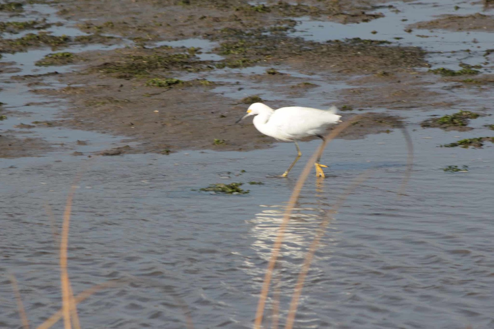 White bird wading in shallow water