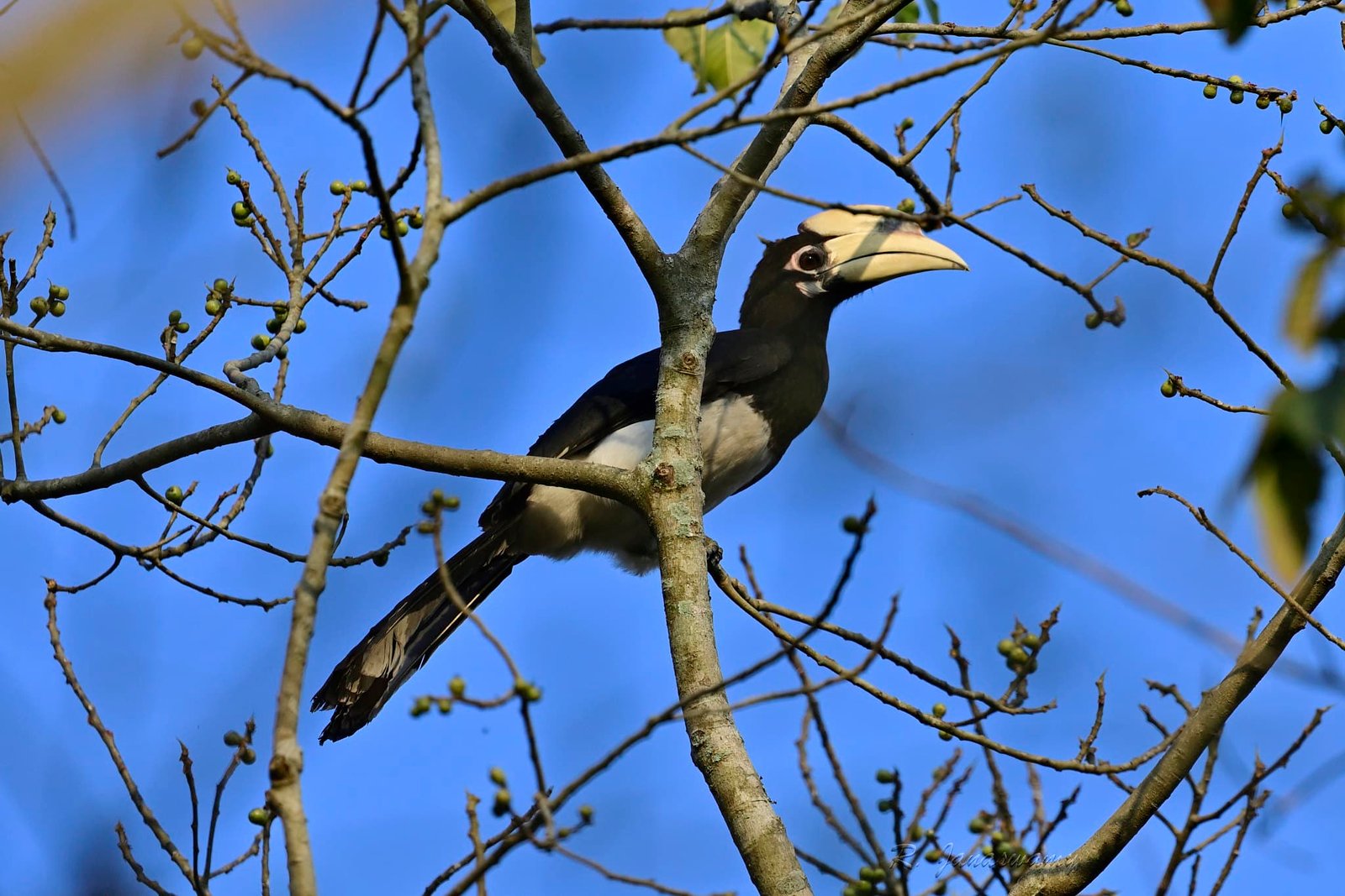 A hornbill perched on a tree branch in the Great Himalayan National Park