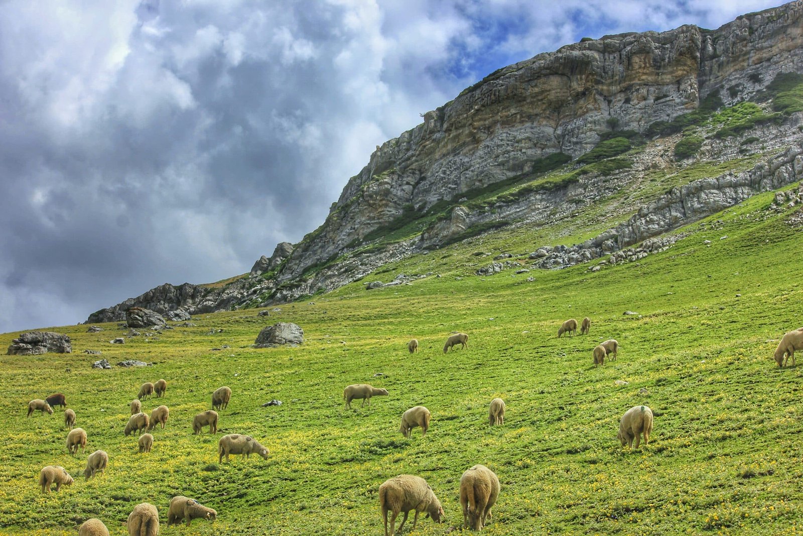 Sheep grazing on a green hillside near rocky cliffs