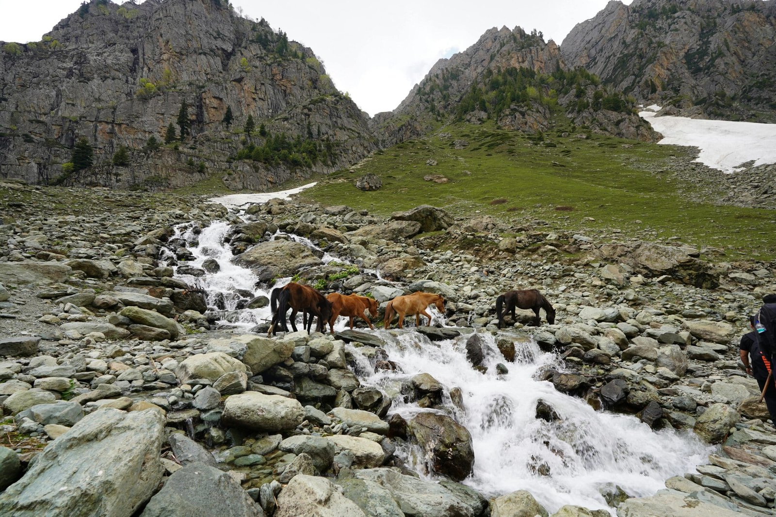 Horses Crossing Mountain Stream