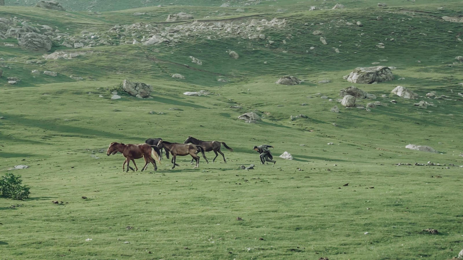 A man walks behind a group of horses on a green alpine meadow of kashmir