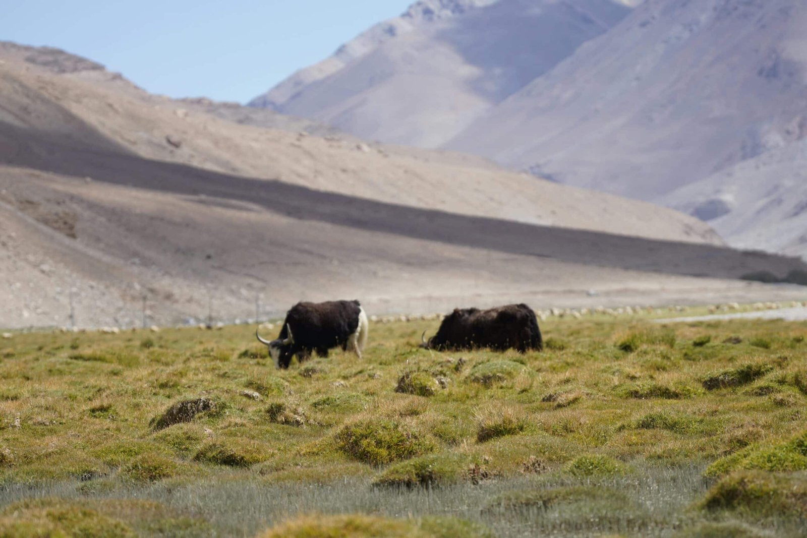 Yaks grazing on a green meadow with mountains in the background