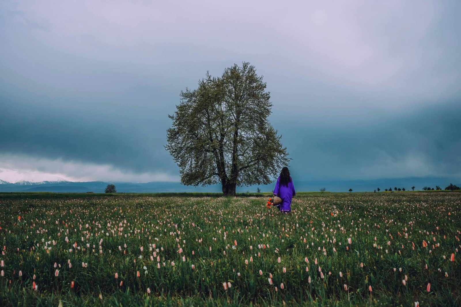 valley of flowers in gulmarg kashmir