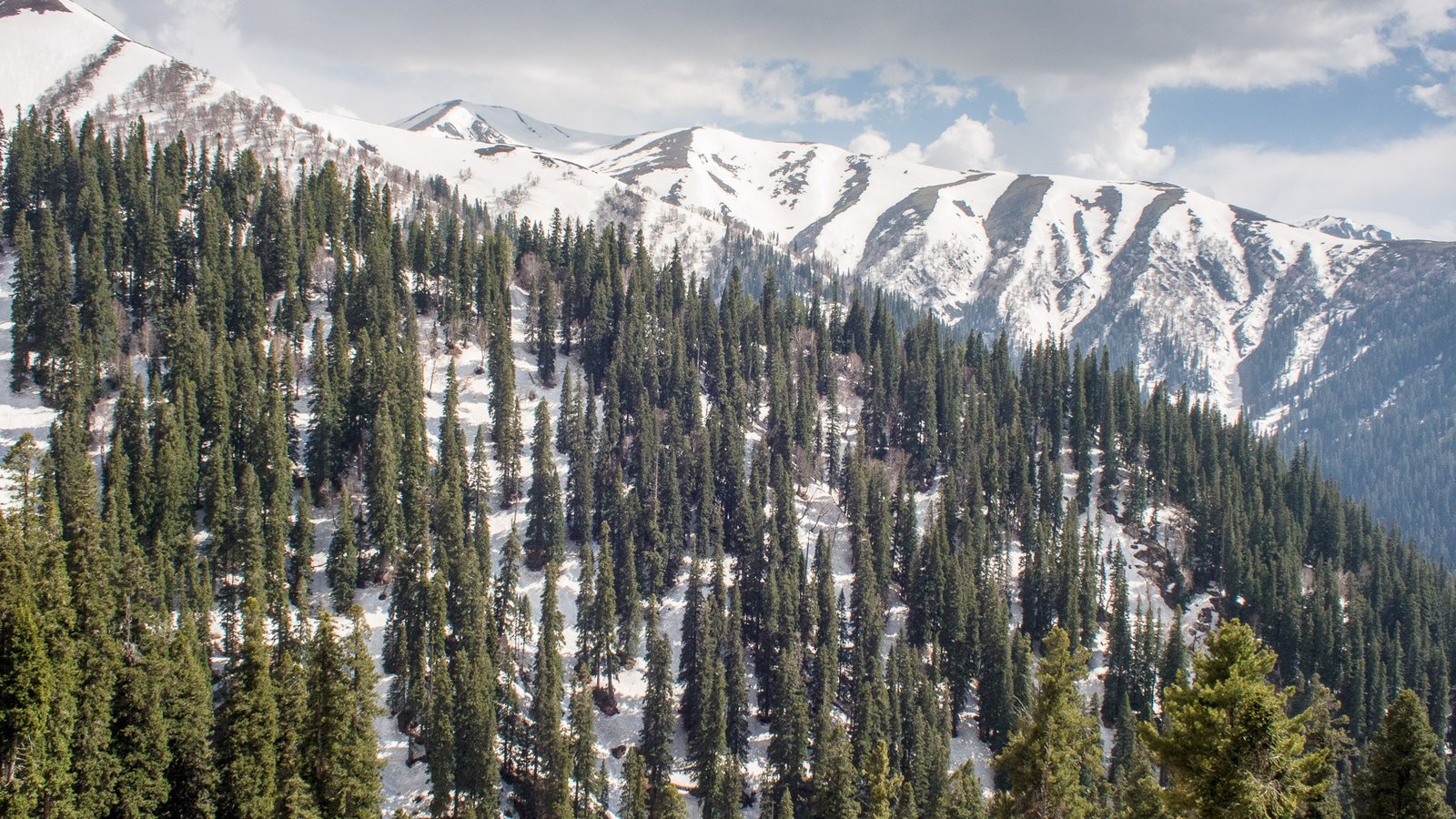 Snow-covered mountains with dense pine forest at Sinthan Top
