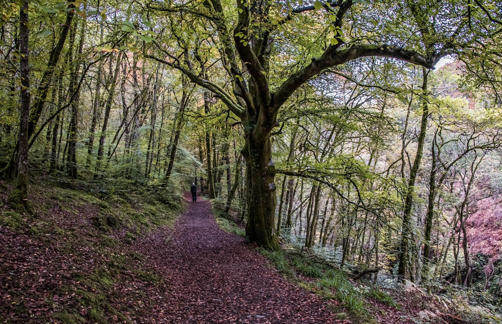 A person walks alone on a leaf-covered trail through a lush forest with tall trees and early autumn foliage