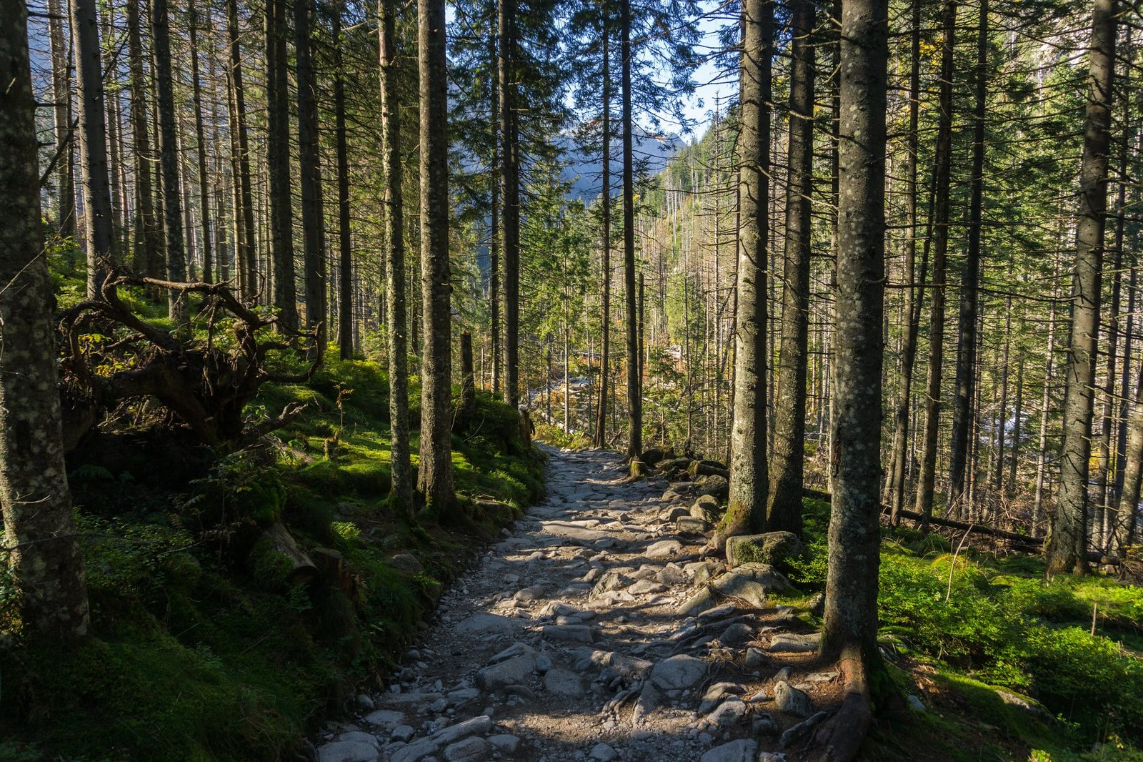 Rocky trail through a sunlit pine forest