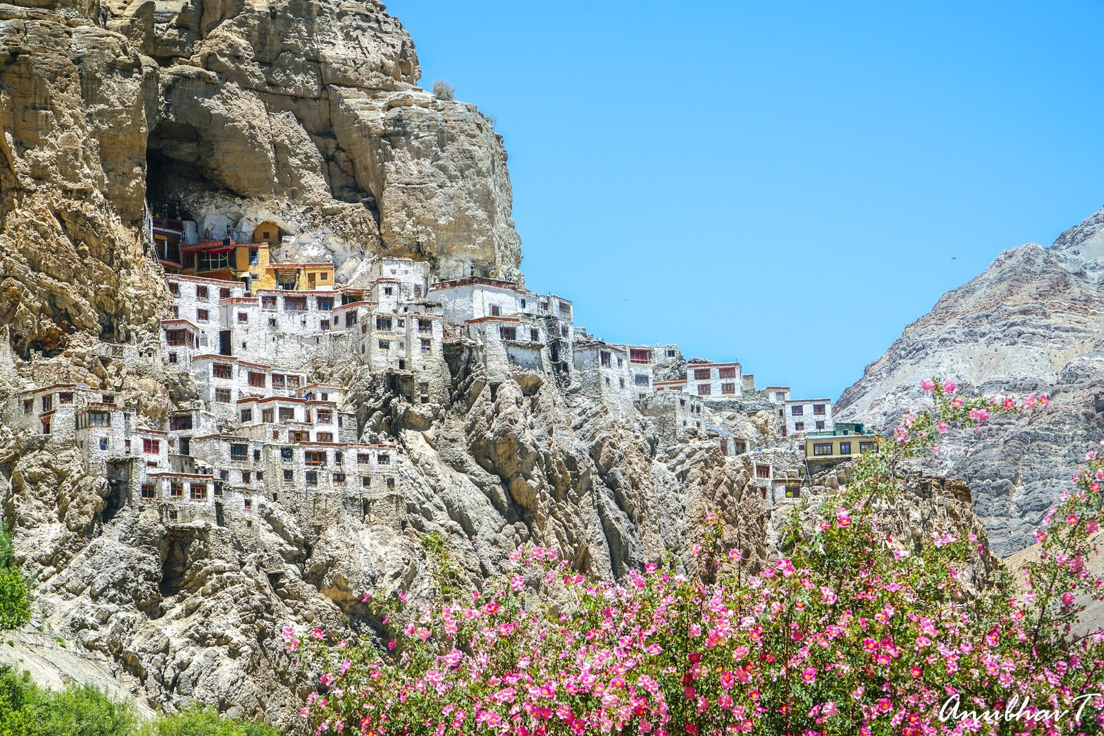 phugtal monastery is a Cliffside monastery with white buildings and pink flowers in front