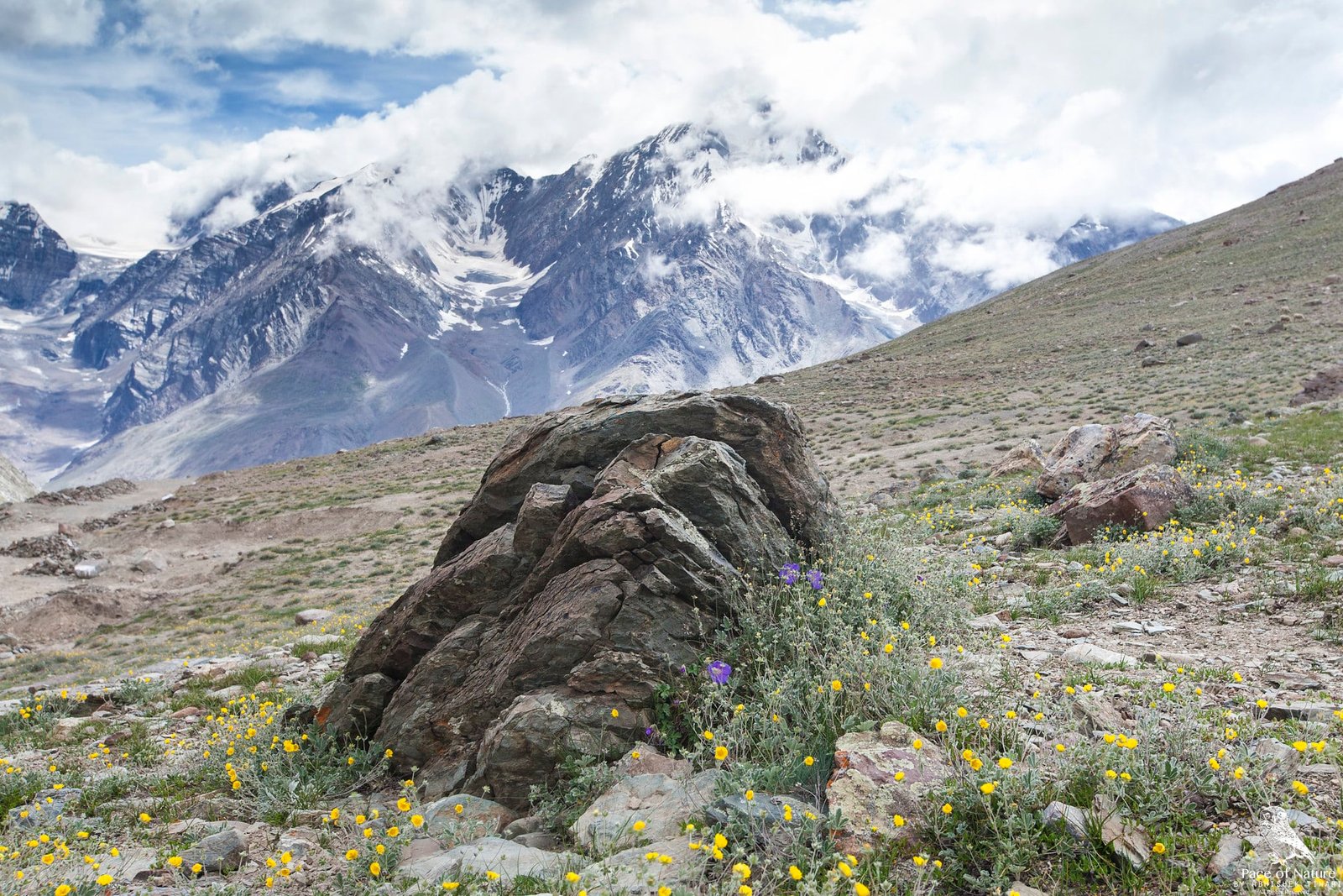 Rocky meadow with wildflowers at Kunzum Pass and snowy mountains in the background