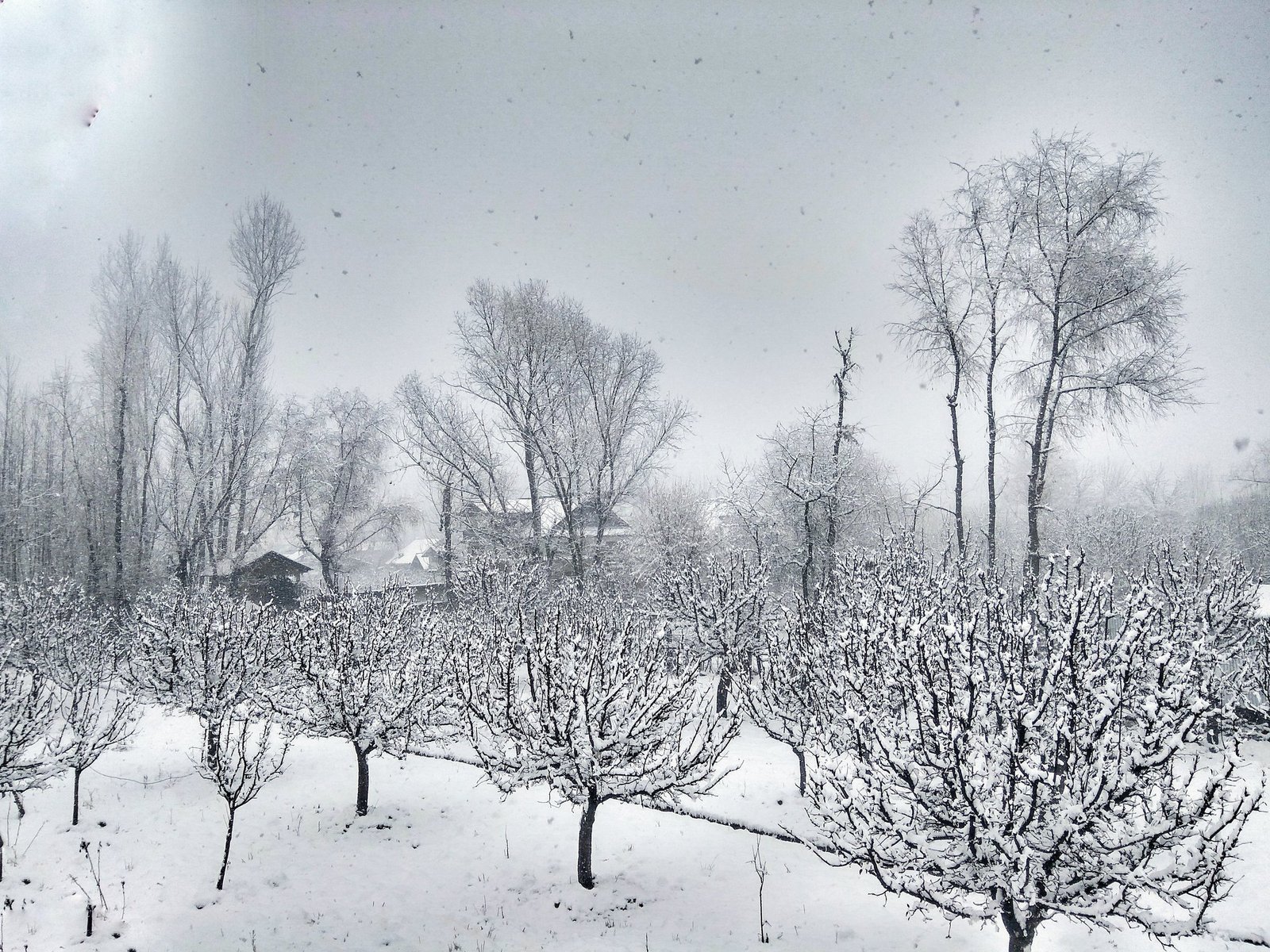 Snow-covered orchard in a Kashmiri village during winter