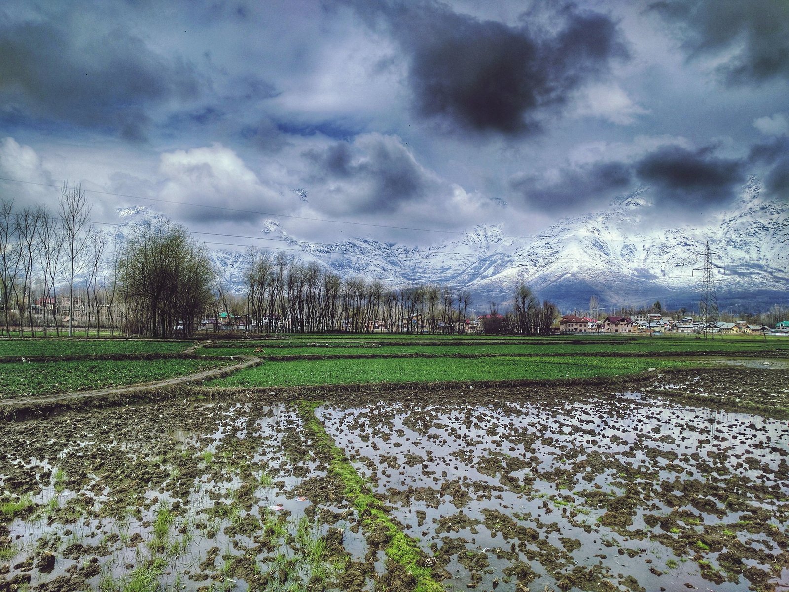 Spring In Kashmir