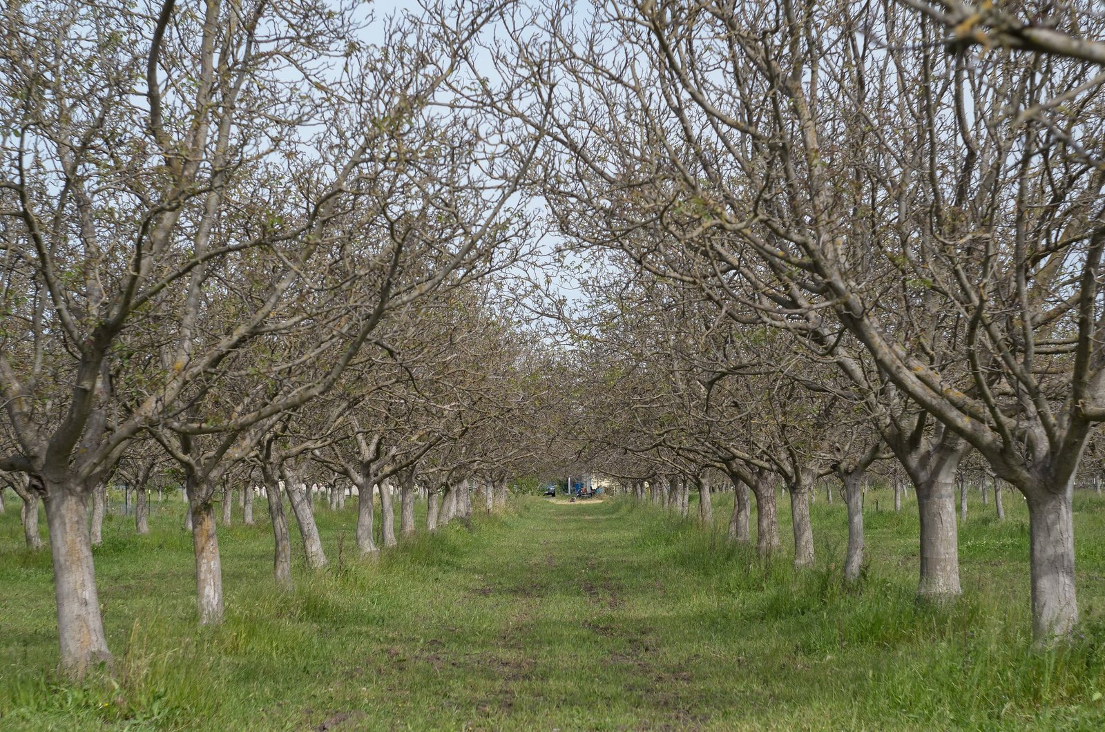 Walnut orchards
