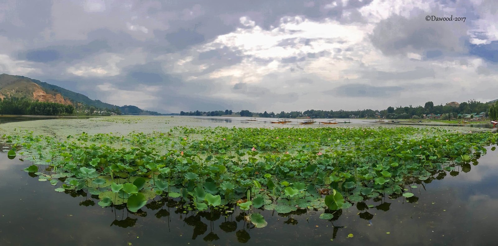 Lotus plants in Manasbal Lake with boats and mountains in the background