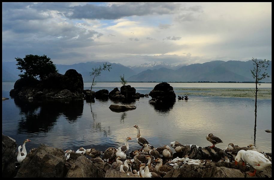 Serene view of ducks by the calm waters of Wular Lake