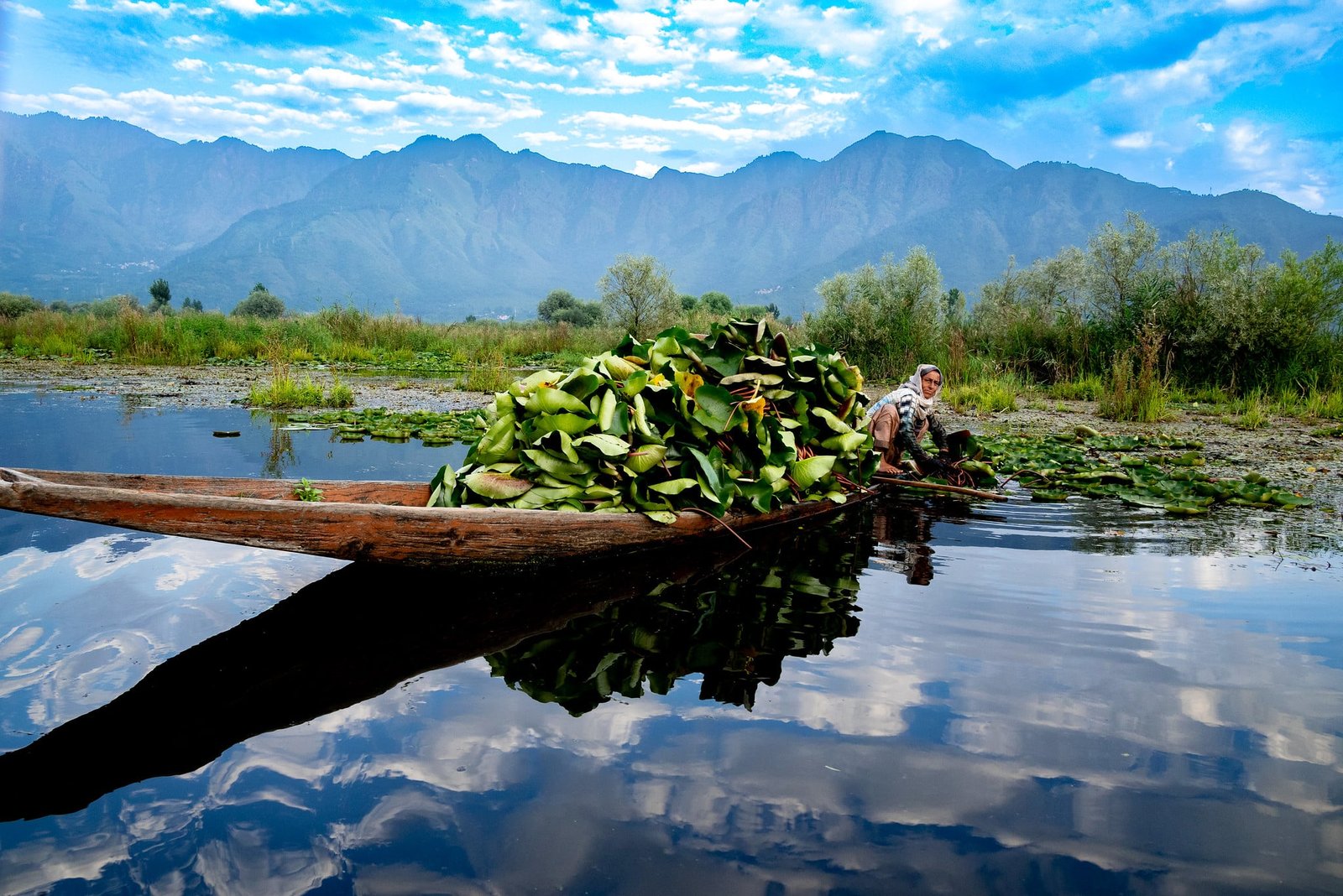 A local Kashmiri woman collects water lilies on a traditional wooden boat in Srinagar's Dal Lake