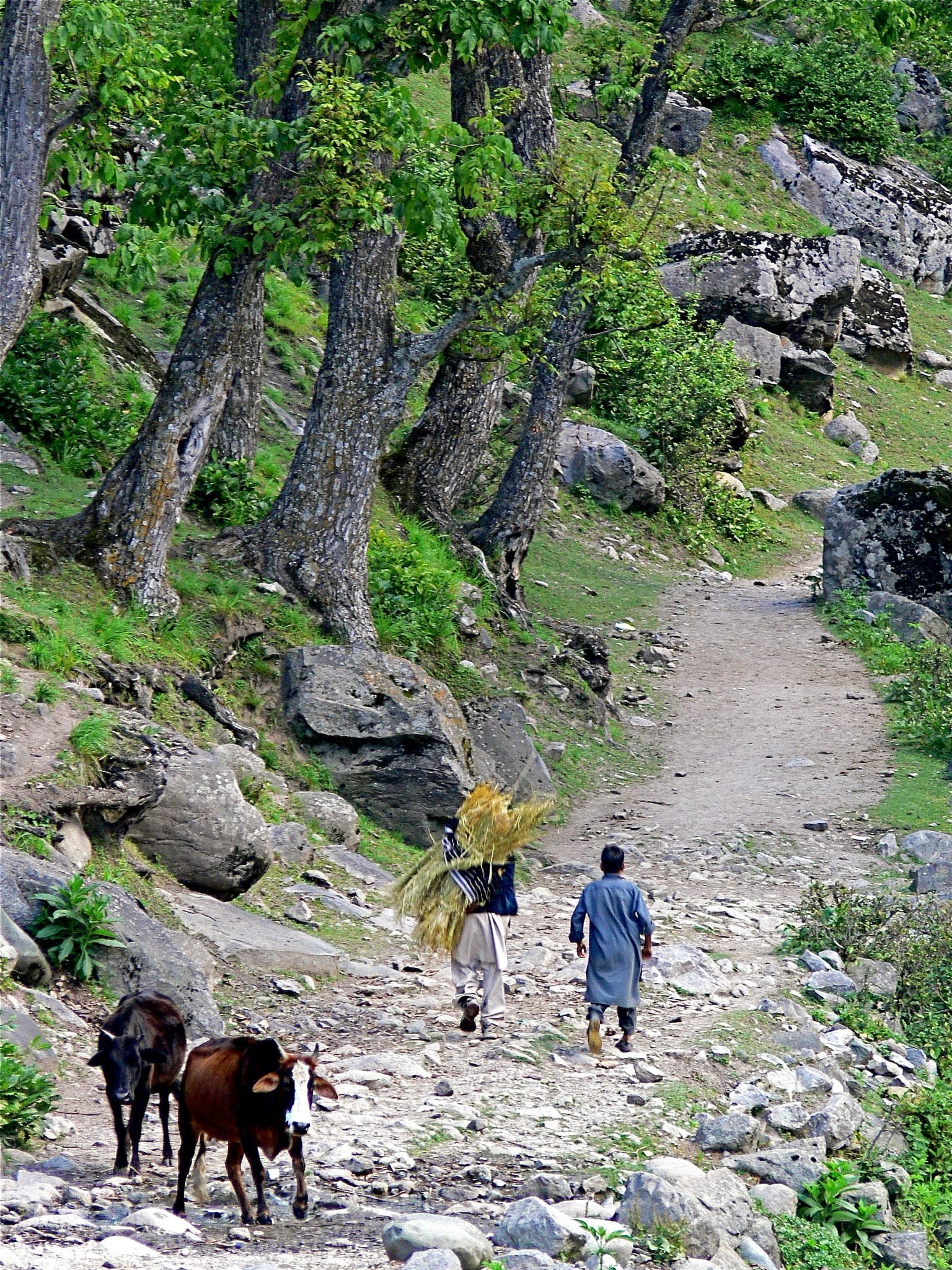 Two men walking along a rocky forest trail, one carrying a bundle of hay, while two cows follow behind in a lush, green mountainous area.
