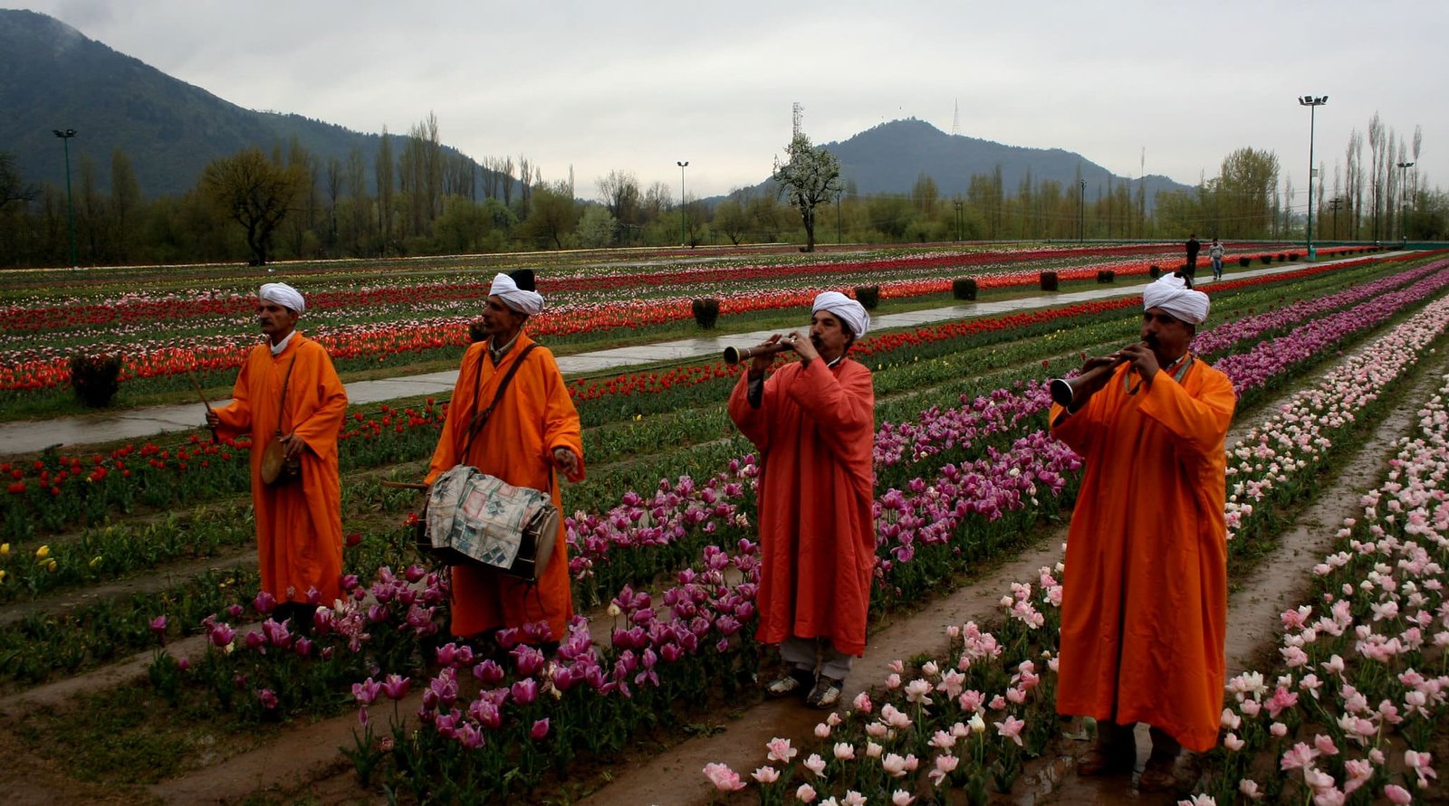 Best time for Tulip Season in Kashmir