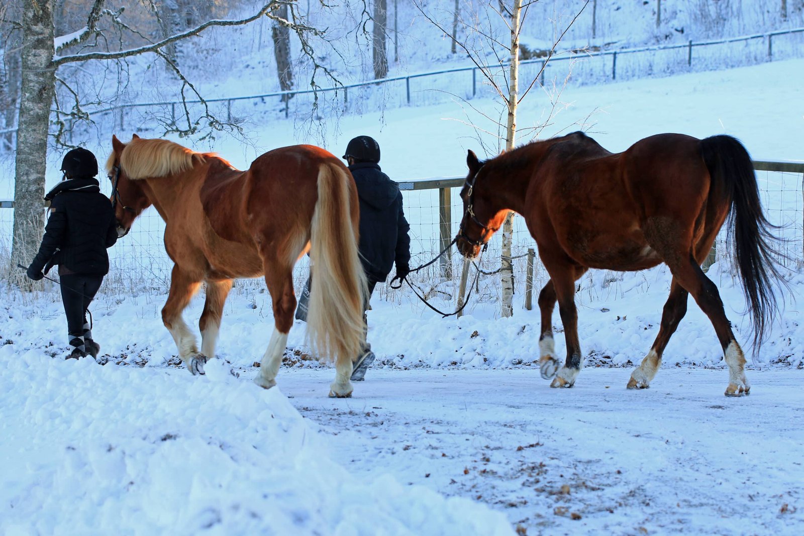 Two people walking horses along a snowy path on a winter day