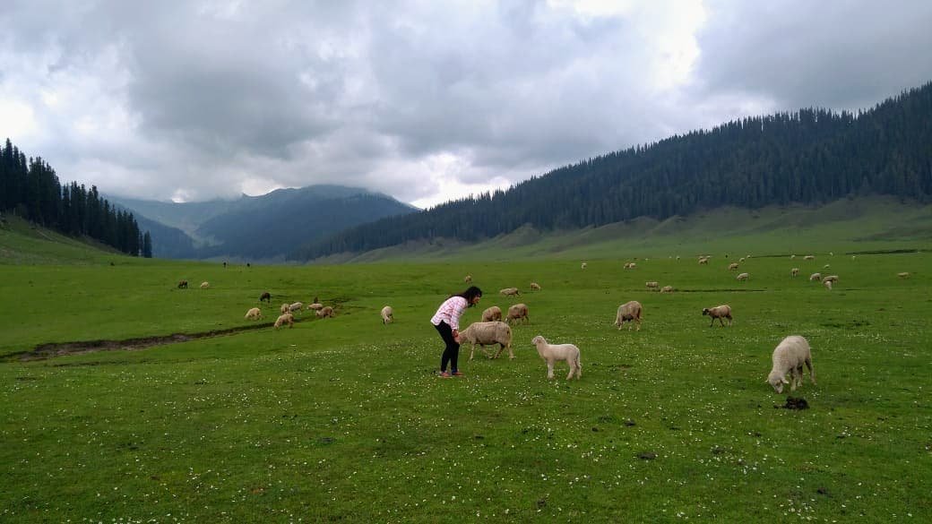 Wildlife Exploration in Bangus Valley