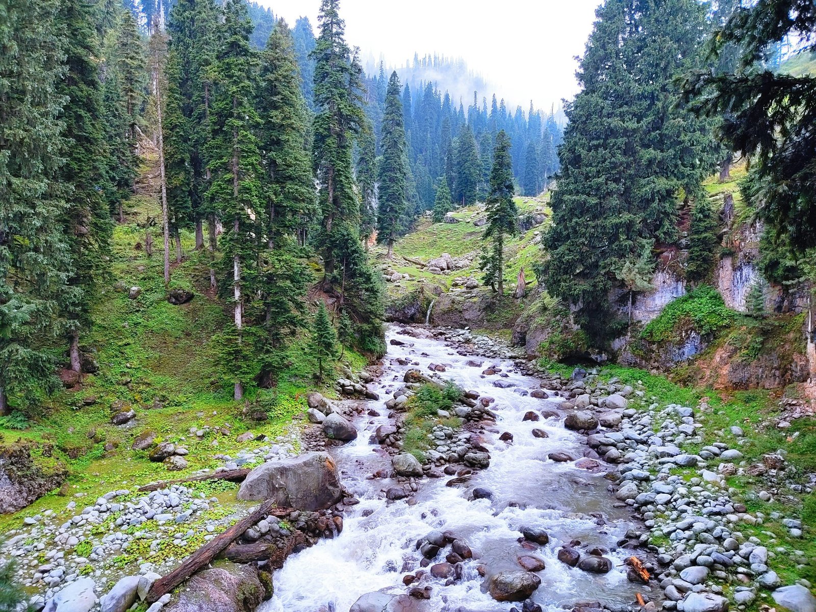 Mountain stream flowing through green forest in Doodhpathri, kashmir