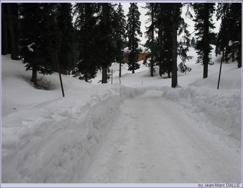 Snow-covered path through pine trees in winter in botapathri