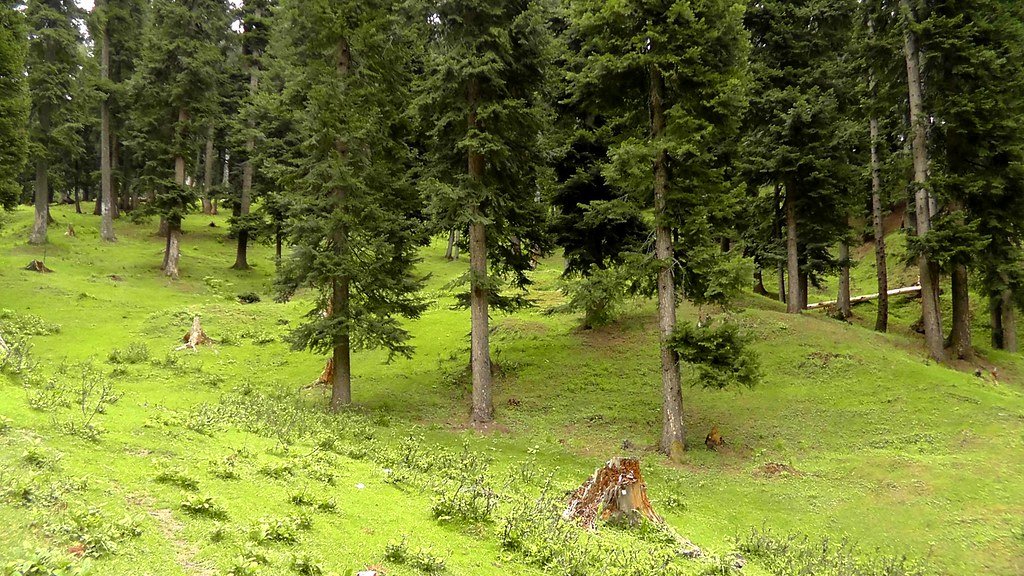 Pine forest with grassy slopes at Yusmarg