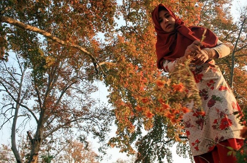 A woman in a red hijab picking flowers under autumn trees.