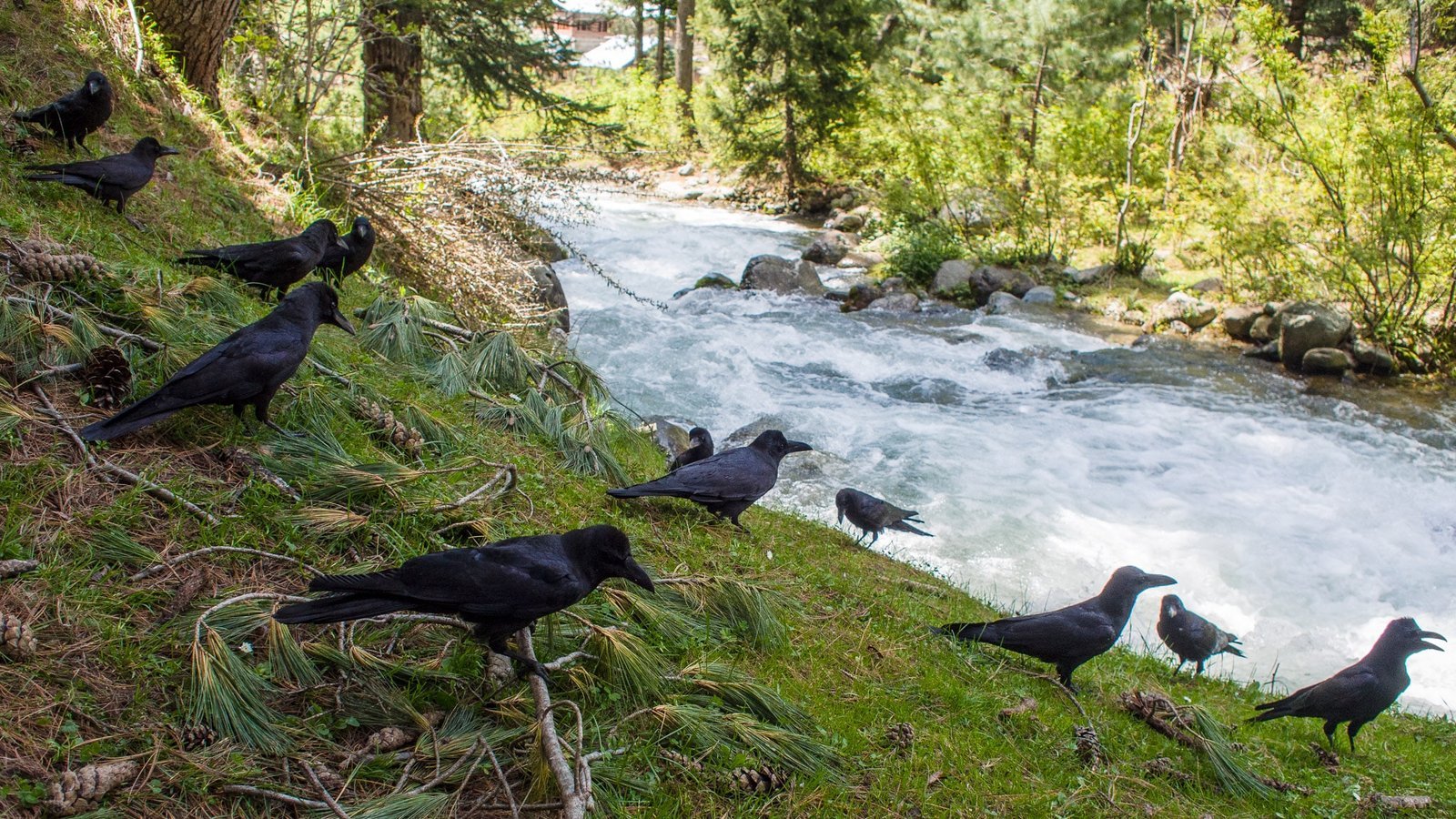 Crows on a grassy riverbank beside a flowing forest stream
