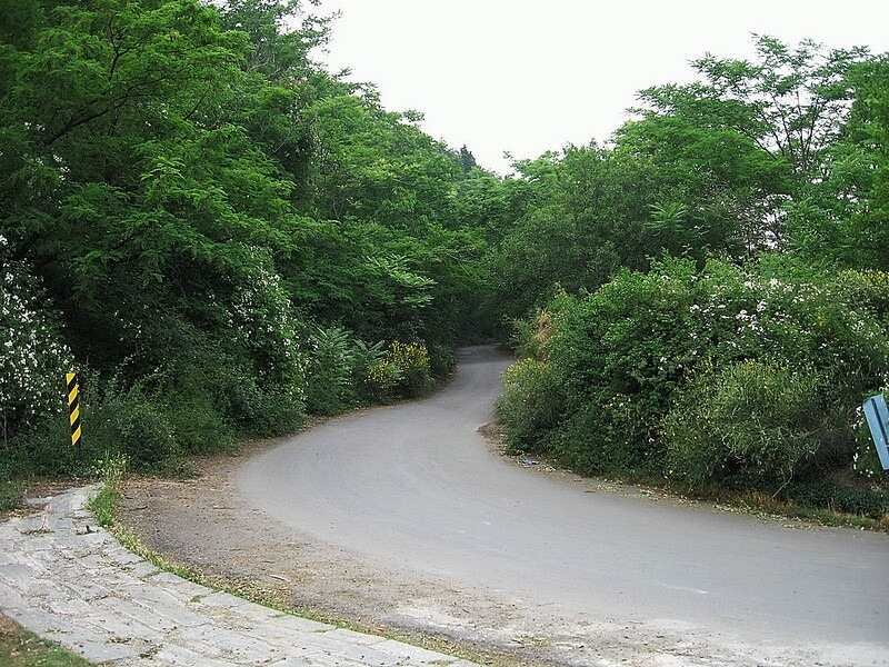 Curved road through dense green forest.