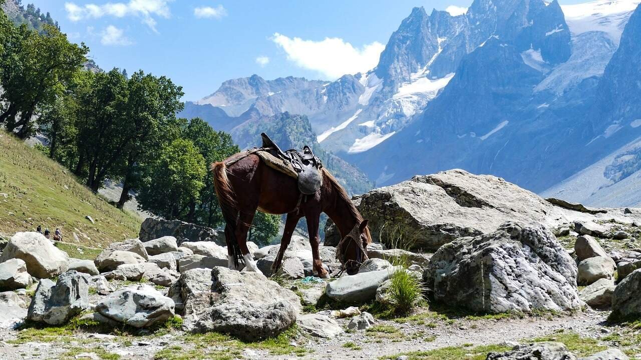 A horse grazing among rocks in kashmir