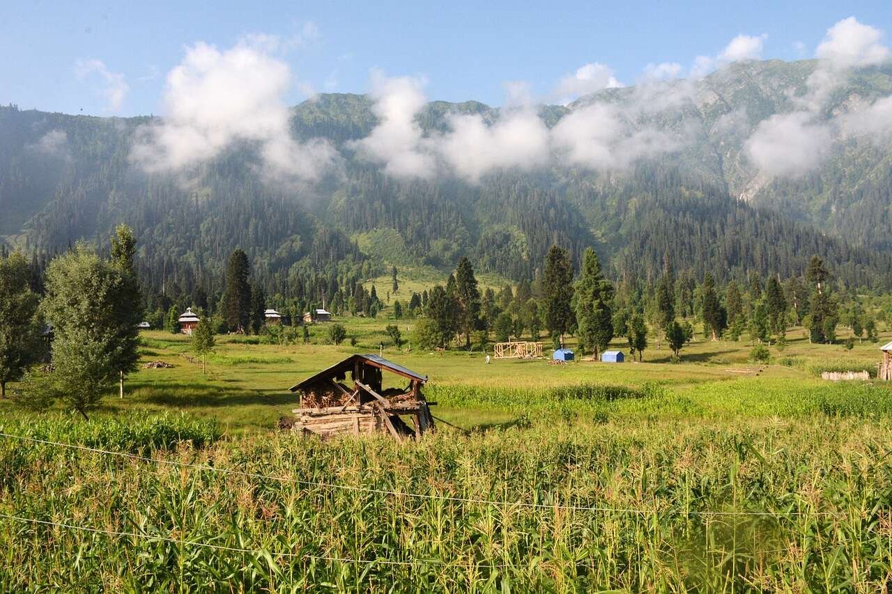 A wooden hut in a green field with pine trees in kashmir