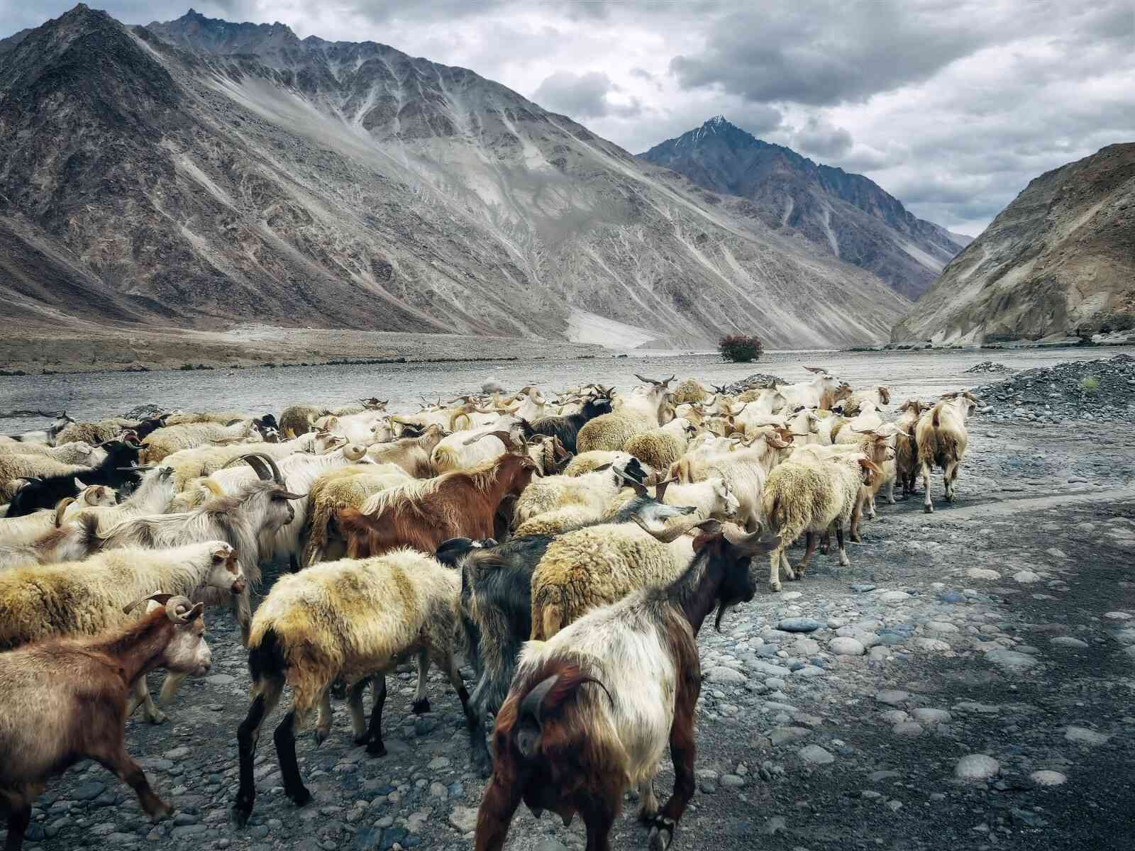 A herd of goats walking through a rocky mountain valley in leh ladakh