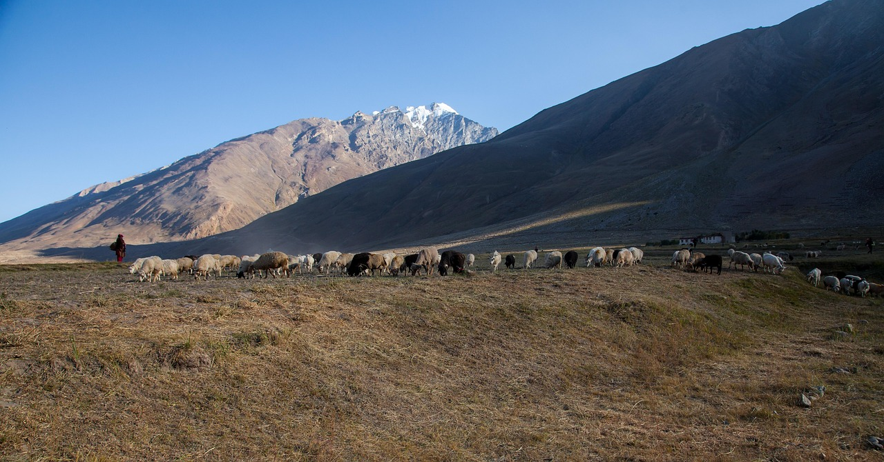 A shepherd grazes sheep on a dry plain with tall mountains in the background