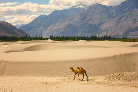 Camel walking across sand dunes with mountains in the background in Turtuk Desert