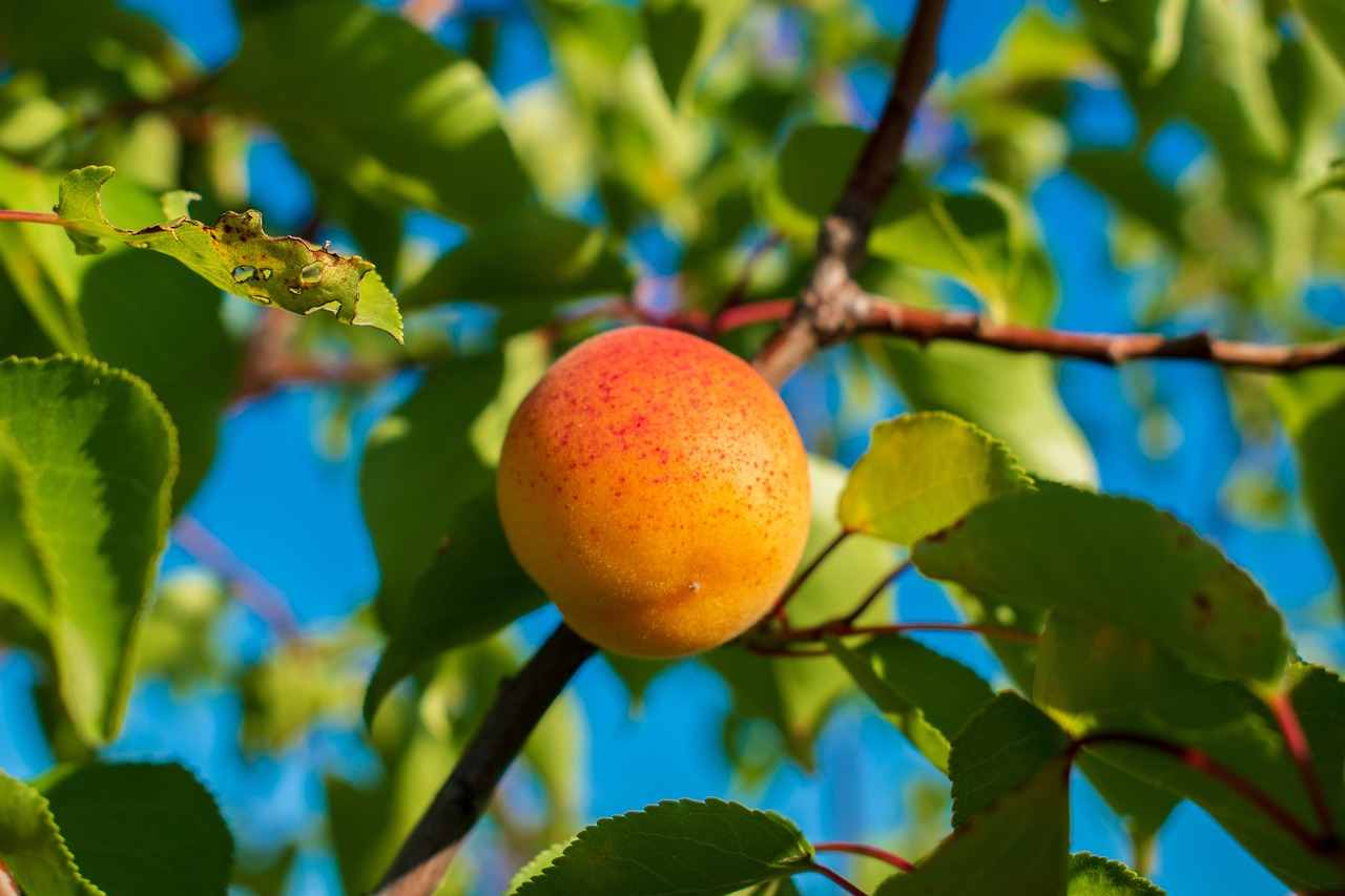 Ripe apricot on tree branch at Turtuk Apricot Farms with blue sky background