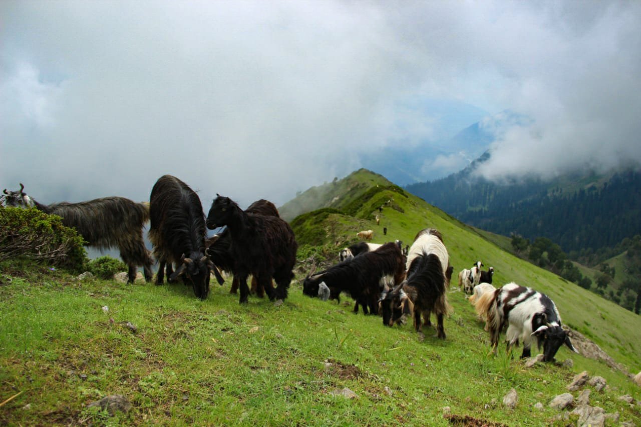 Goats are grazing at nafran valley trek 
