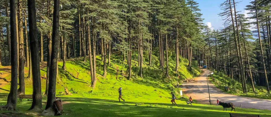 The green meadows of Patnitop in Kashmir