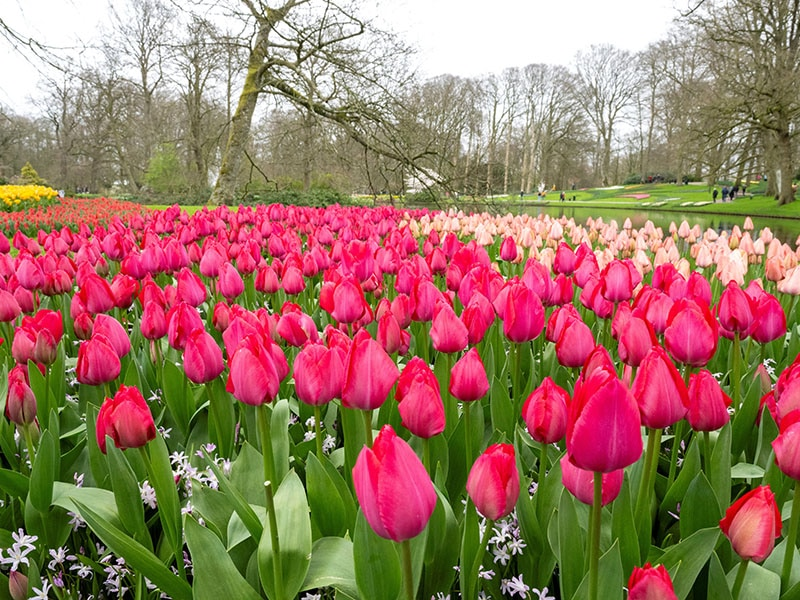 Pink flowers in the Tulip Garden of Kashmir